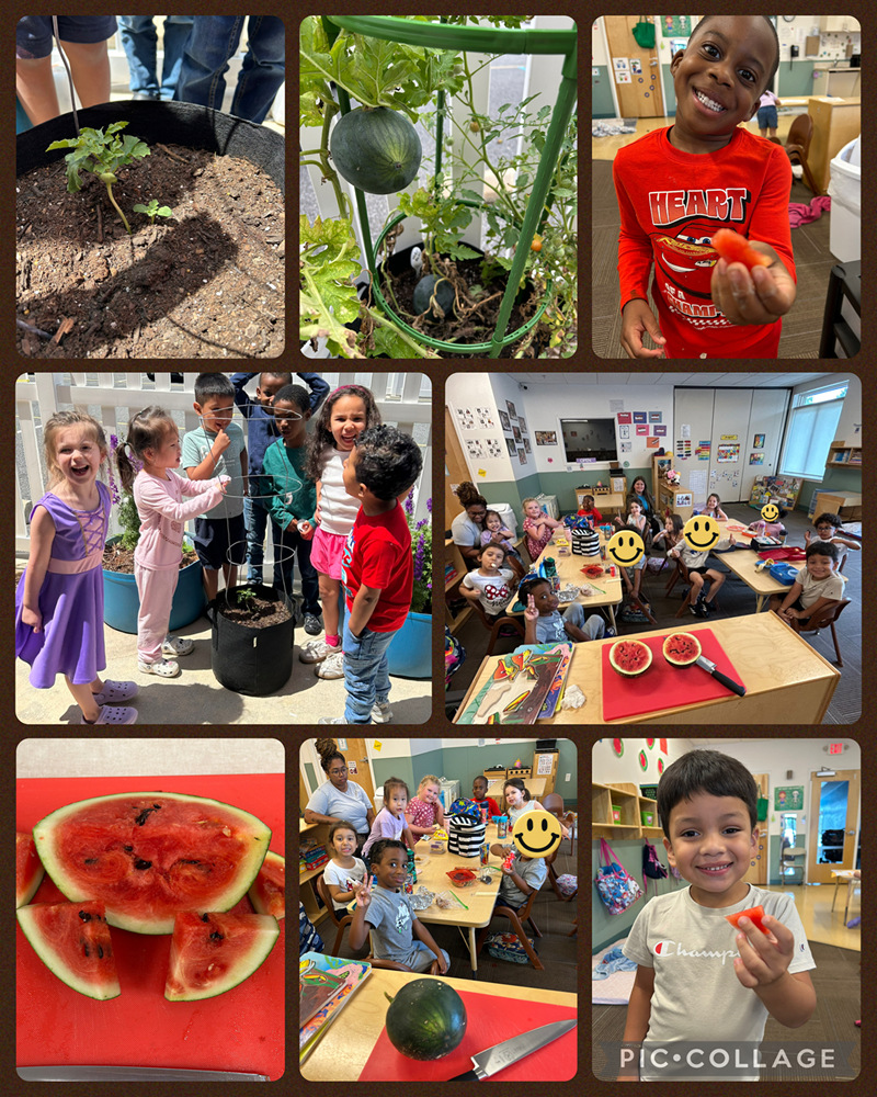 home_collage_2025-08